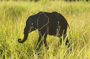 Brooke's Elephant in Field